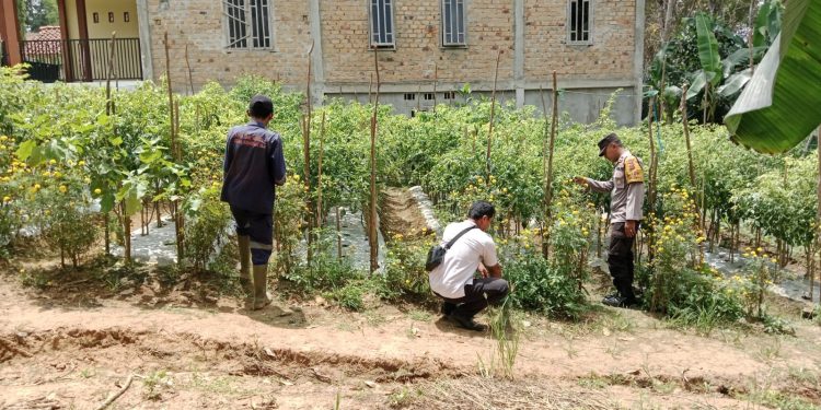 Kapolsek IPTU Ario Instruksikan Bhabinkamtibmas Pantau Lahan Binaan Ketahanan Pangan
