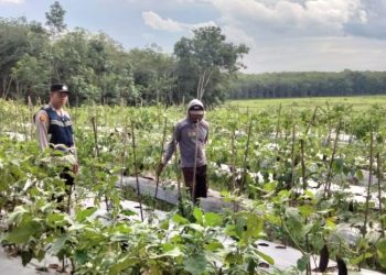 Bhabinkamtibmas Polsek Madang II Cek Lahan Binaan