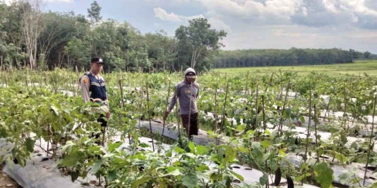 Bhabinkamtibmas Polsek Madang II Cek Lahan Binaan