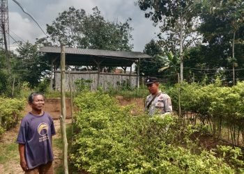 Cek Lahan Binaan Ketahanan Pangan, ini kata Kapolsek IPTU Ario