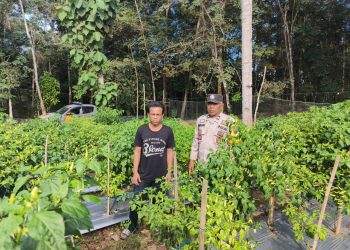 Warga Desa Dadimulyo Bersama Bhabinkamtibmas Polsek Madang II Cek Tanam Cabai di Lahan Binaan