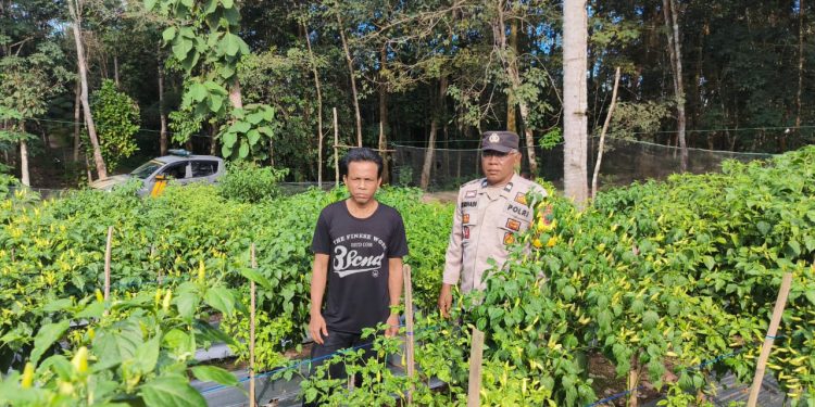 Warga Desa Dadimulyo Bersama Bhabinkamtibmas Polsek Madang II Cek Tanam Cabai di Lahan Binaan