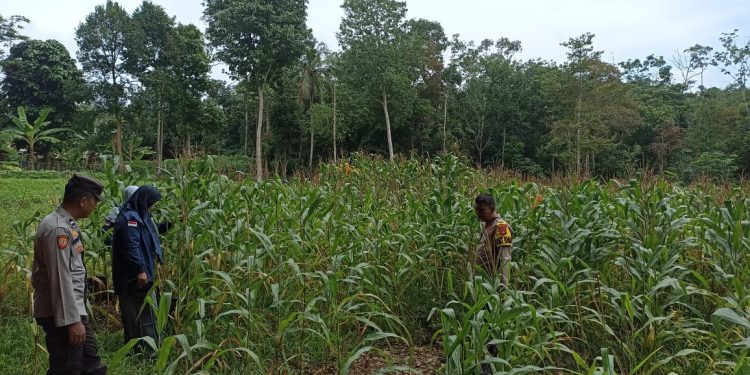 Sukseskan Program Ketahanan Pangan, Kanit Polsek Madang II Rutin Cek Lahan Binaan