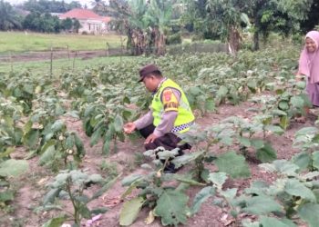 Dukung Asta Cita, Polsek Madang Suku II Cek Lahan Binaan