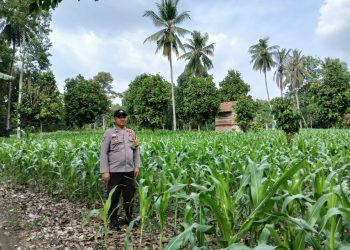 BHABINKAMTIBMAS POLSEK BP PELIUNG BERSAMA ANGGOTA SAHABAT KELOMPOK TANI MELAKUKAN KONTROL PERTUMBUHAN TANAMAN JAGUNG