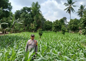 BHABINKAMTIBMAS POLSEK BP PELIUNG BERSAMA ANGGOTA SAHABAT KELOMPOK TANI MELAKUKAN KONTROL PERTUMBUHAN TANAMAN JAGUNG