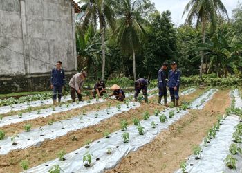 Bhabinkamtibmas Polsek Madang Suku II Lakukan Pendampingan Hingga Cek Lahan Binaan