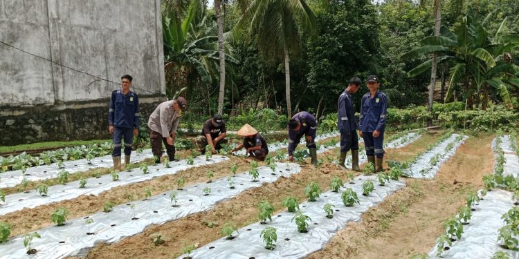 Bhabinkamtibmas Polsek Madang Suku II Lakukan Pendampingan Hingga Cek Lahan Binaan