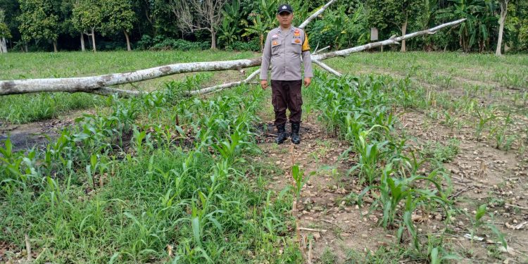 BHABINKAMTIBMAS POLSEK BP PELIUNG BERSAMA ANGGOTA SAHABAT KELOMPOK TANI MELAKUKAN KONTROL PERTUMBUHAN TANAMAN JAGUNG