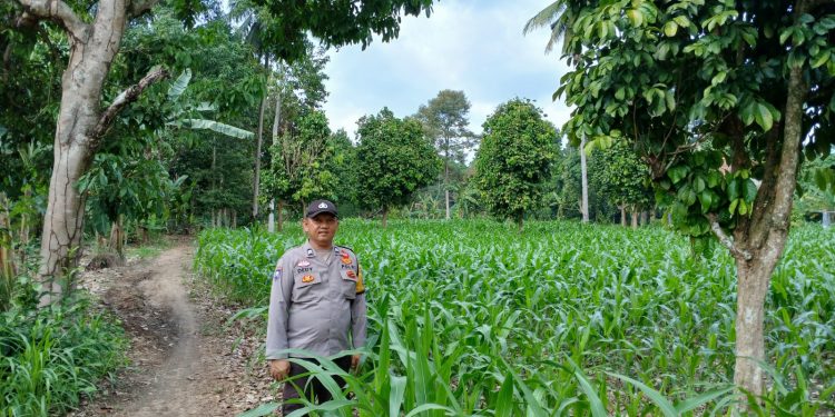 BHABINKAMTIBMAS POLSEK BP PELIUNG BERSAMA ANGGOTA SAHABAT KELOMPOK TANI MELAKUKAN KONTROL PERTUMBUHAN TANAMAN JAGUNG