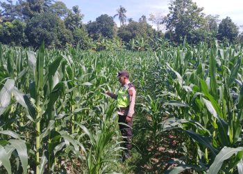 BHABINKAMTIBMAS POLSEK BP PELIUNG BERSAMA ANGGOTA SAHABAT KELOMPOK TANI MELAKUKAN KONTROL PERTUMBUHAN TANAMAN JAGUNG