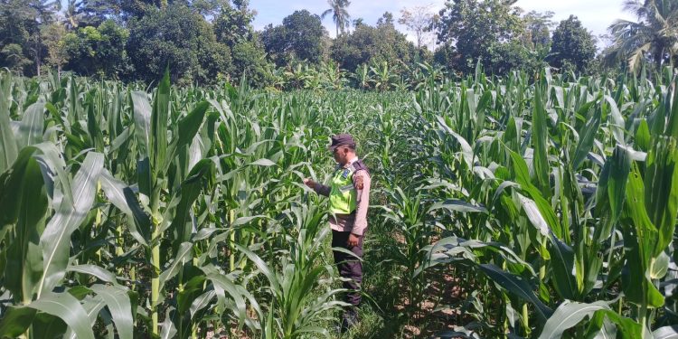 BHABINKAMTIBMAS POLSEK BP PELIUNG BERSAMA ANGGOTA SAHABAT KELOMPOK TANI MELAKUKAN KONTROL PERTUMBUHAN TANAMAN JAGUNG