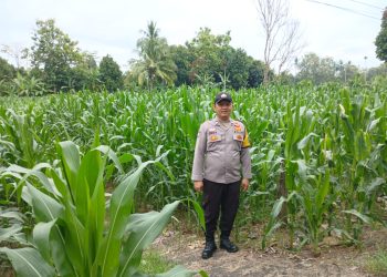 BHABINKAMTIBMAS POLSEK BP PELIUNG BERSAMA ANGGOTA SAHABAT KELOMPOK TANI MELAKUKAN KONTROL PERTUMBUHAN TANAMAN JAGUNG