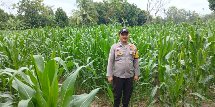 BHABINKAMTIBMAS POLSEK BP PELIUNG BERSAMA ANGGOTA SAHABAT KELOMPOK TANI MELAKUKAN KONTROL PERTUMBUHAN TANAMAN JAGUNG