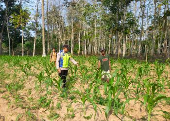 Dukung Ketahanan Pangan Bhabinkamtibmas Polsek BELITANG III Laksanakan Pendampingan
