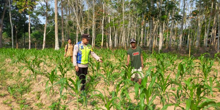 Dukung Ketahanan Pangan Bhabinkamtibmas Polsek BELITANG III Laksanakan Pendampingan