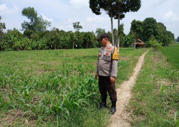 BHABINKAMTIBMAS POLSEK BP PELIUNG BERSAMA ANGGOTA SAHABAT KELOMPOK TANI MELAKUKAN KONTROL PERTUMBUHAN TANAMAN JAGUNG