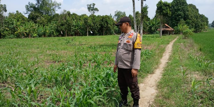 BHABINKAMTIBMAS POLSEK BP PELIUNG BERSAMA ANGGOTA SAHABAT KELOMPOK TANI MELAKUKAN KONTROL PERTUMBUHAN TANAMAN JAGUNG
