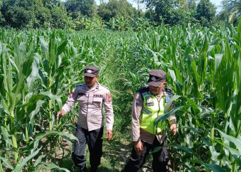 KANIT BIMAS DAN ANGGOTA BHABINKAMTIBMAS POLSEK BP PELIUNG MELAKUKAN KONTROL PERTUMBUHAN TANAMAN JAGUNG