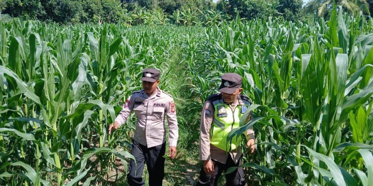 KANIT BIMAS DAN ANGGOTA BHABINKAMTIBMAS POLSEK BP PELIUNG MELAKUKAN KONTROL PERTUMBUHAN TANAMAN JAGUNG