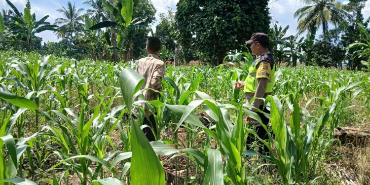 BHABINKAMTIBMAS POLSEK BP PELIUNG BERSAMA ANGGOTA SAHABAT KELOMPOK TANI MELAKUKAN KONTROL PERTUMBUHAN TANAMAN JAGUNG