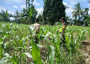 BHABINKAMTIBMAS POLSEK BP PELIUNG BERSAMA ANGGOTA SAHABAT KELOMPOK TANI MELAKUKAN KONTROL PERTUMBUHAN TANAMAN JAGUNG