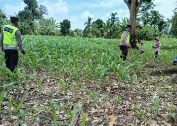 KANIT BIMAS BERSAMA ANGGOTA BHABINKAMTIBMAS POLSEK BP PELIUNG MELAKUKAN KONTROL PERTUMBUHAN TANAMAN JAGUNG