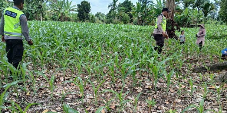 KANIT BIMAS BERSAMA ANGGOTA BHABINKAMTIBMAS POLSEK BP PELIUNG MELAKUKAN KONTROL PERTUMBUHAN TANAMAN JAGUNG