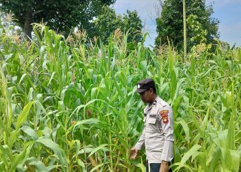 POLSEK BP PELIUNG MENDUKUNG PROGRAM PANGAN NASIONAL DENGAN RUTIN MELAKUKAN GIAT KONTROL PERKEMBANGAN PERTUMBUHAN TANAMAN JAGUNG