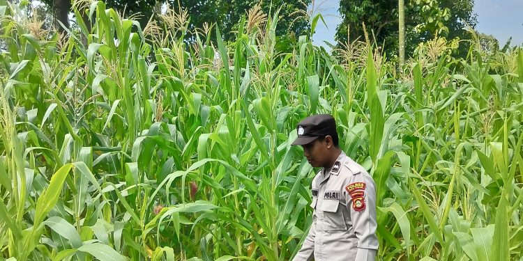 POLSEK BP PELIUNG MENDUKUNG PROGRAM PANGAN NASIONAL DENGAN RUTIN MELAKUKAN GIAT KONTROL PERKEMBANGAN PERTUMBUHAN TANAMAN JAGUNG