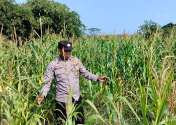 POLSEK BP PELIUNG MENDUKUNG PROGRAM PANGAN NASIONAL DENGAN RUTIN MELAKUKAN GIAT KONTROL PERKEMBANGAN PERTUMBUHAN TANAMAN JAGUNG
