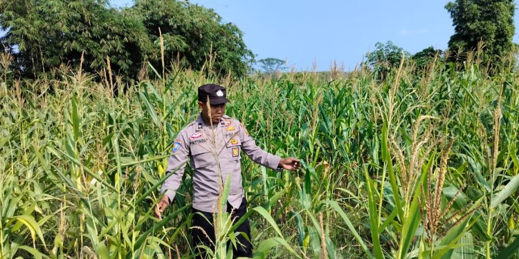 POLSEK BP PELIUNG MENDUKUNG PROGRAM PANGAN NASIONAL DENGAN RUTIN MELAKUKAN GIAT KONTROL PERKEMBANGAN PERTUMBUHAN TANAMAN JAGUNG