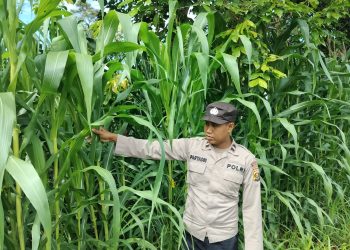 KANIT BIMAS POLSEK BP PELIUNG MELAKUKAN GIAT KONTROL PERKEMBANGAN PERTUMBUHAN TANAMAN JAGUNG