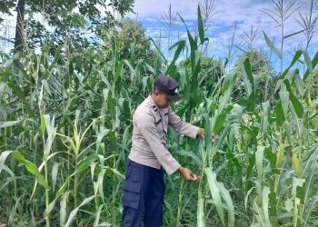 KANIT BIMAS POLSEK BP PELIUNG MELAKUKAN GIAT KONTROL PERKEMBANGAN PERTUMBUHAN TANAMAN JAGUNG