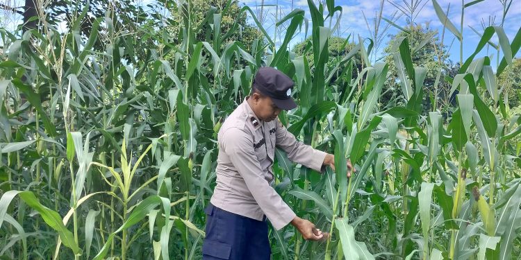 KANIT BIMAS POLSEK BP PELIUNG MELAKUKAN GIAT KONTROL PERKEMBANGAN PERTUMBUHAN TANAMAN JAGUNG