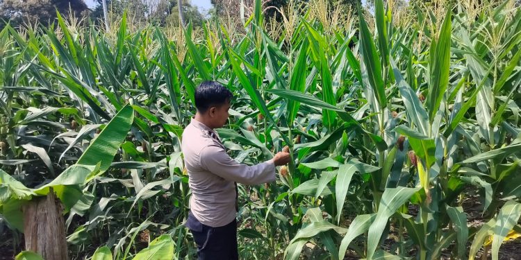KANIT BIMAS POLSEK BP PELIUNG MELAKUKAN GIAT KONTROL PERKEMBANGAN PERTUMBUHAN TANAMAN JAGUNG