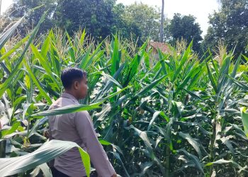 KANIT BIMAS POLSEK BP PELIUNG MELAKUKAN GIAT KONTROL PERKEMBANGAN PERTUMBUHAN TANAMAN JAGUNG