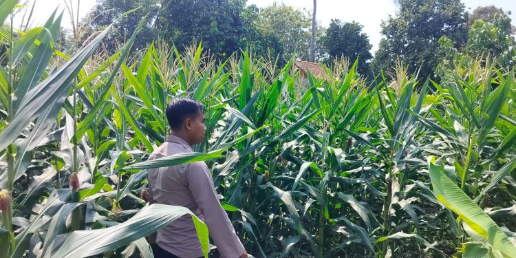 KANIT BIMAS POLSEK BP PELIUNG MELAKUKAN GIAT KONTROL PERKEMBANGAN PERTUMBUHAN TANAMAN JAGUNG
