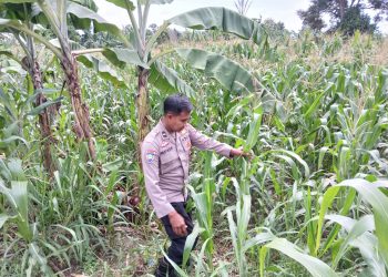 KANIT BIMAS POLSEK BP PELIUNG MELAKUKAN GIAT KONTROL PERKEMBANGAN PERTUMBUHAN TANAMAN JAGUNG