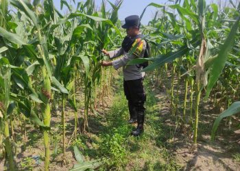Bhabinkamtibmas Polsek Belitang III Kontrol Tanaman Jagung Dukung Program Ketahanan Pangan