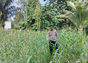 KANIT BIMAS POLSEK BP PELIUNG MELAKUKAN GIAT KONTROL PERKEMBANGAN PERTUMBUHAN TANAMAN JAGUNG