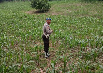KANIT PROV POLSEK BP PELIUNG MELAKUKAN GIAT KONTROL PERKEMBANGAN PERTUMBUHAN TANAMAN JAGUNG