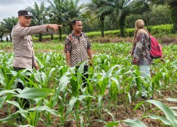 Dukung Ketahanan Pangan Bhabinkamtibmas Polsek Belitang III Laksanakan Pendampingan