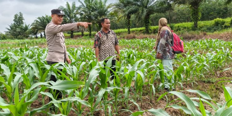 Dukung Ketahanan Pangan Bhabinkamtibmas Polsek Belitang III Laksanakan Pendampingan