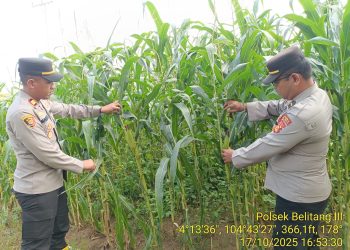 KEGIATAN MONITORING PERKEMBANGAN PROGRAM LAHAN JAGUNG 1 HEKTAR 1 DESA DI WILKUM POLSEK BELITANG III