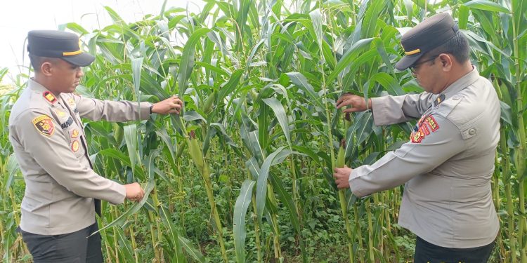 KEGIATAN MONITORING PERKEMBANGAN PROGRAM LAHAN JAGUNG 1 HEKTAR 1 DESA DI WILKUM POLSEK BELITANG III