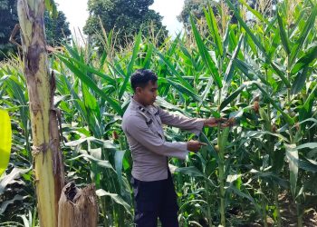 KANIT BIMAS POLSEK BP PELIUNG MELAKUKAN GIAT KONTROL PERKEMBANGAN PERTUMBUHAN TANAMAN JAGUNG