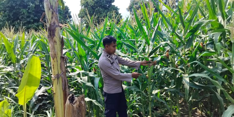 KANIT BIMAS POLSEK BP PELIUNG MELAKUKAN GIAT KONTROL PERKEMBANGAN PERTUMBUHAN TANAMAN JAGUNG