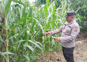ANGGOTA POLSEK BP PELIUNG MELAKUKAN GIAT KONTROL PERKEMBANGAN PERTUMBUHAN TANAMAN JAGUNG