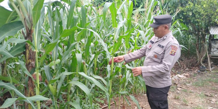 ANGGOTA POLSEK BP PELIUNG MELAKUKAN GIAT KONTROL PERKEMBANGAN PERTUMBUHAN TANAMAN JAGUNG